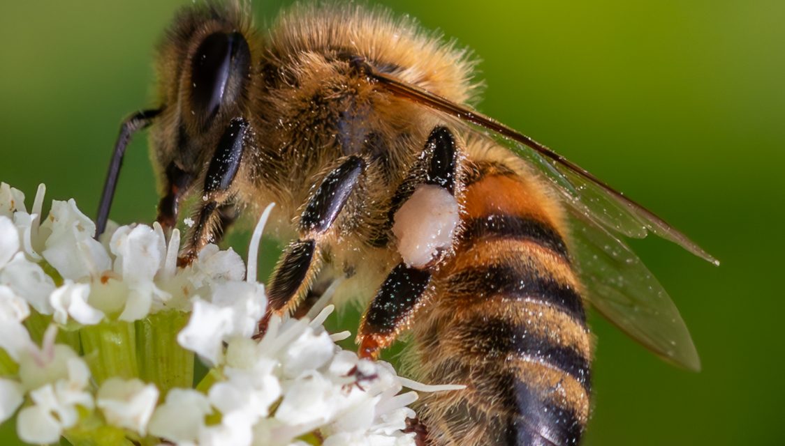 Blooming marvellous! Helping bees bounce back in National Park