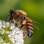 Blooming marvellous! Helping bees bounce back in National Park