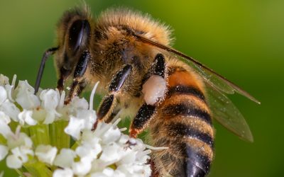 Blooming marvellous! Helping bees bounce back in National Park