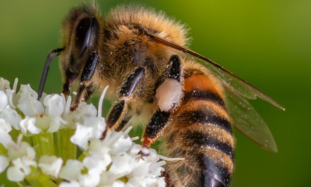 Blooming marvellous! Helping bees bounce back in National Park