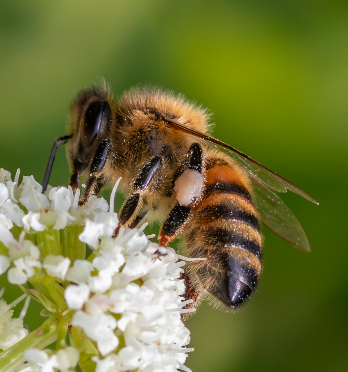Blooming marvellous! Helping bees bounce back in National Park