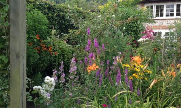 National Garden Scheme:: The Folly Charlton: Open in aid of NGS charities