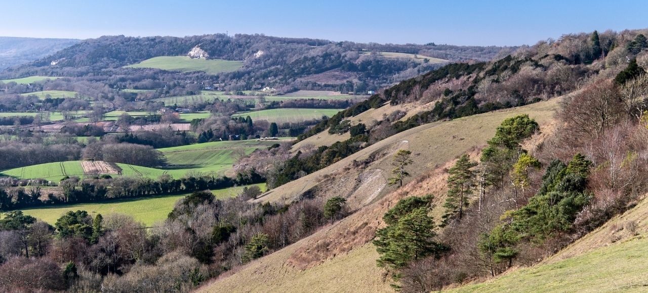 Rare moths, reclusive beetles and more wildflowers: bringing Surrey’s chalk grasslands back to life