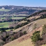 Rare moths, reclusive beetles and more wildflowers: bringing Surrey’s chalk grasslands back to life