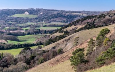 Rare moths, reclusive beetles and more wildflowers: bringing Surrey’s chalk grasslands back to life