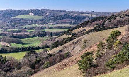 Rare moths, reclusive beetles and more wildflowers: bringing Surrey’s chalk grasslands back to life