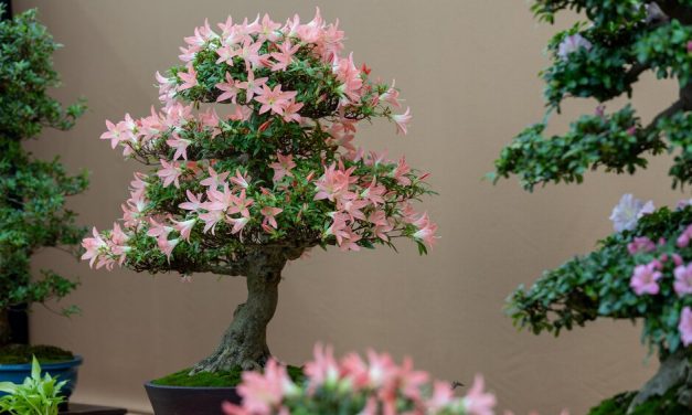 Bonsai Show