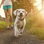 How to take care of your dog in the heat