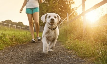 How to take care of your dog in the heat