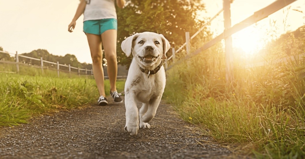 How to take care of your dog in the heat