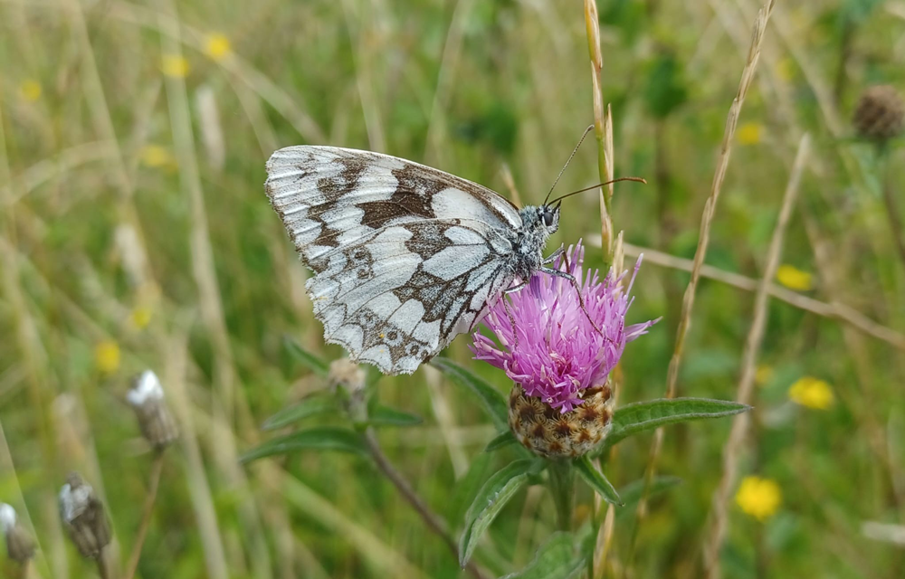 Space4Nature transforms Surrey’s landscapes for insects