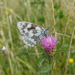 Space4Nature transforms Surrey’s landscapes for insects
