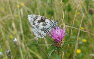 Space4Nature transforms Surrey’s landscapes for insects