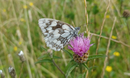 Space4Nature transforms Surrey’s landscapes for insects