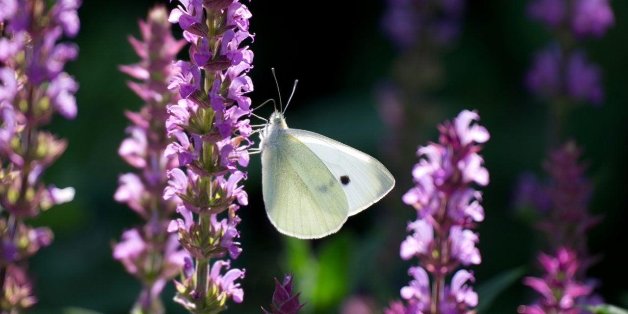 Gardens open in August in West Sussex under the National Garden Scheme