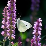 Gardens open in August in West Sussex under the National Garden Scheme