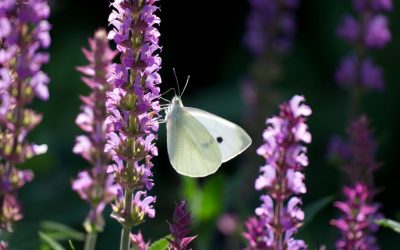 Gardens open in August in West Sussex under the National Garden Scheme
