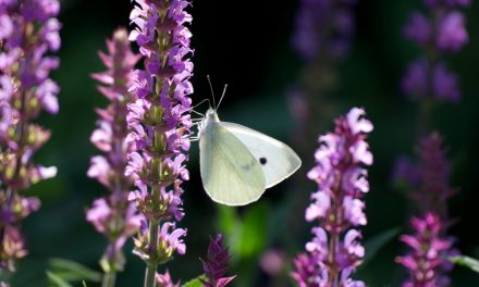 Gardens open in August in West Sussex under the National Garden Scheme