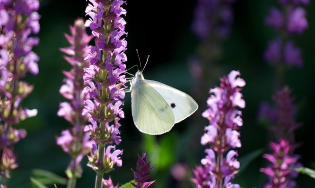 Gardens open in August in West Sussex under the National Garden Scheme