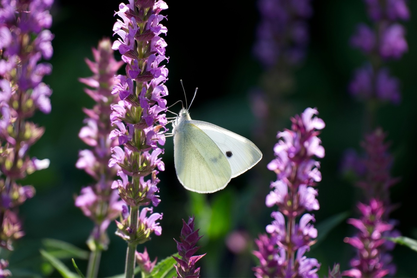 Gardens open in August in West Sussex under the National Garden Scheme