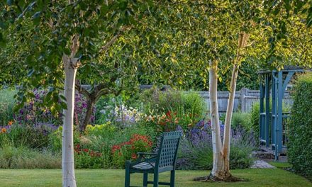 West Sussex NGS gardens open in July