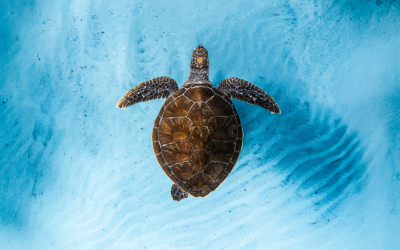 Win 2 tickets to The Ocean Film Festival World Tour at G Live, Guildford on 6th October.