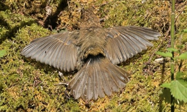 Dorking & District Local RSPB Group: Birds Sunbathing