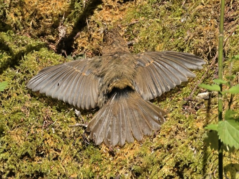 Dorking & District Local RSPB Group: Birds Sunbathing