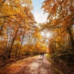 Woodland walks and funghi spotting in the South Downs