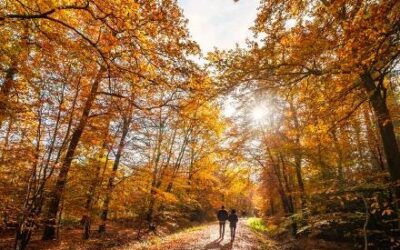 Woodland walks and funghi spotting in the South Downs