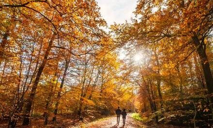 Woodland walks and funghi spotting in the South Downs