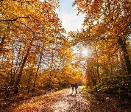 Woodland walks and funghi spotting in the South Downs