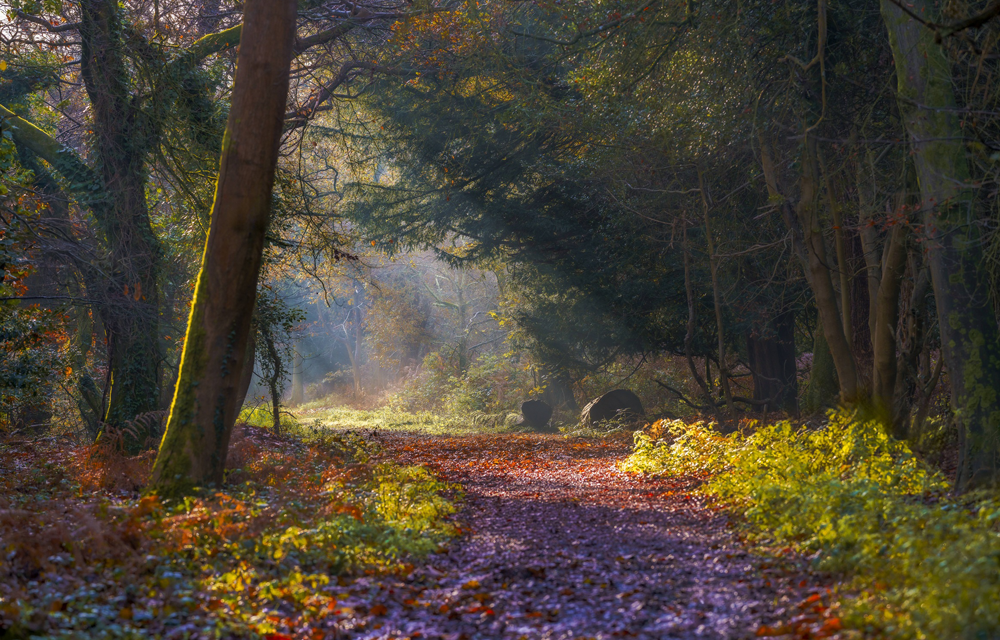 Get snapping in the South Downs this autumn