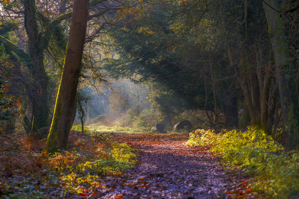 Get snapping in the South Downs this autumn