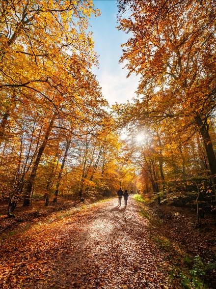 Woodland walks and funghi spotting in the South Downs