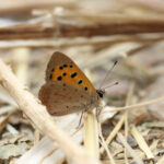 Surrey spots 28,138 butterflies this summer thanks to hot, dry weather