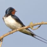 RSPB Dorking & District: The Barn Swallow (Hirundo rustica)