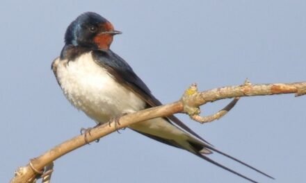 RSPB Dorking & District: The Barn Swallow (Hirundo rustica)
